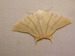 Ourapteryx marginata