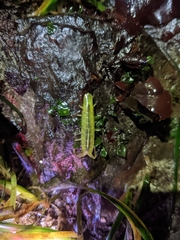 Pentidotea montereyensis