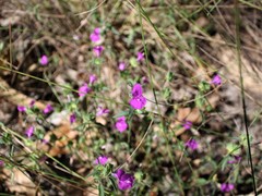 Dicliptera arnhemica