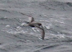 Pterodroma inexpectata