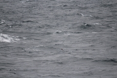 Pterodroma inexpectata