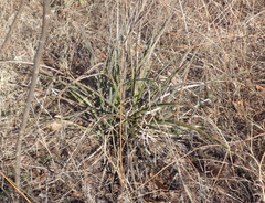 Hesperaloe parviflora