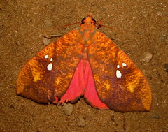 Miniodes discolor