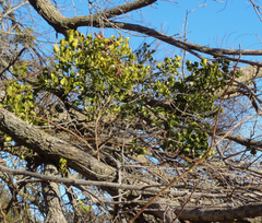 Tapinanthus