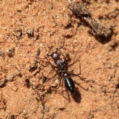 Camponotus aurocinctus