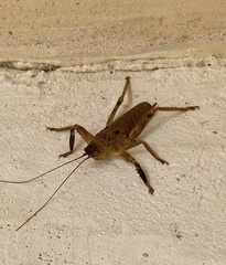 Nesoecia