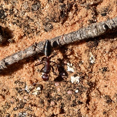 Camponotus aurocinctus