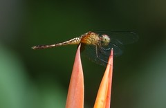 Erythrodiplax fervida