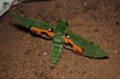 Euchloron megaera