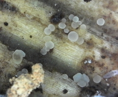 Bisporella subpallida