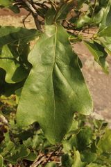 Quercus boyntonii