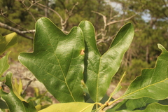 Quercus boyntonii