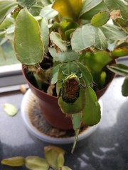Protaetia orientalis orientalis