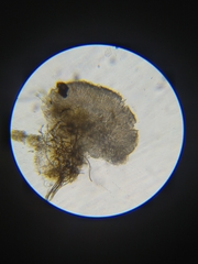 Bisporella subpallida