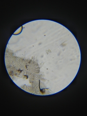Bisporella subpallida