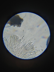 Bisporella subpallida