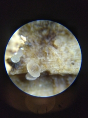 Bisporella subpallida