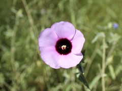 Hibiscus leptocladus