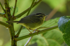 Basileuterus melanotis