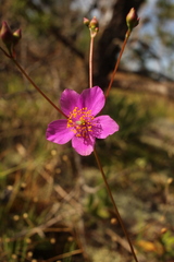 Phemeranthus mengesii