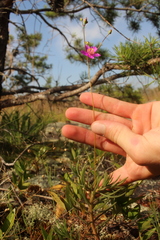 Phemeranthus mengesii