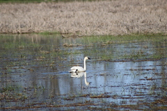 Cygnus columbianus columbianus