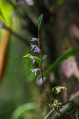 Maxillaria schlechteriana