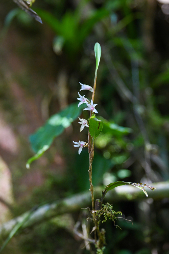 Maxillaria schlechteriana