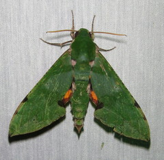 Euchloron megaera