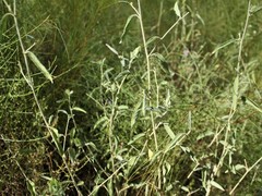 Hibiscus leptocladus