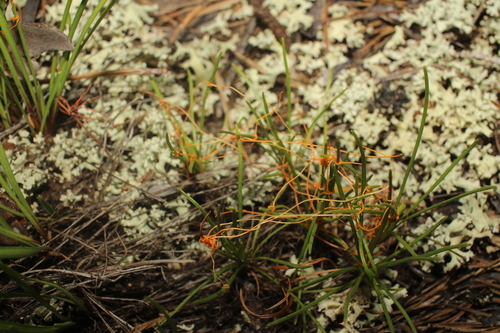 Image of Cuscuta harperi by (c) Scott Ward, some rights reserved (CC BY)