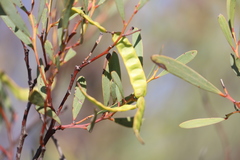 Acacia anceps