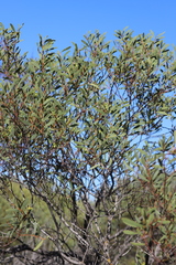 Acacia anceps
