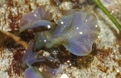 Dictyopteris undulata