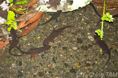 Cynops ensicauda ensicauda