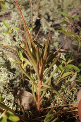 Phemeranthus mengesii