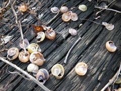 Cepaea nemoralis