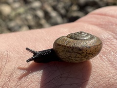 Helminthoglypta contracostae