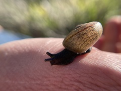 Helminthoglypta contracostae