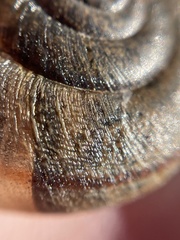 Helminthoglypta contracostae