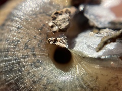 Helminthoglypta contracostae