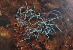 Chondria acrorhizophora