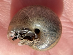 Helminthoglypta contracostae