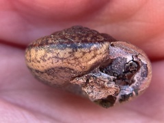 Helminthoglypta contracostae