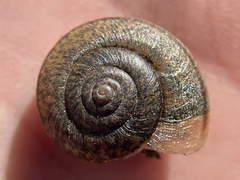 Helminthoglypta contracostae