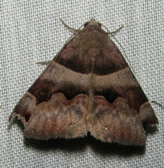 Dysgonia angularis
