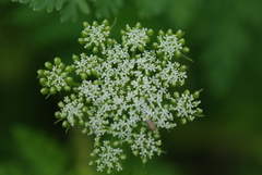 Cnidium monnieri formosanum