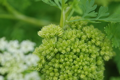 Cnidium monnieri formosanum