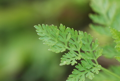 Cnidium monnieri formosanum