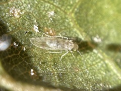 Trichopsocus clarus